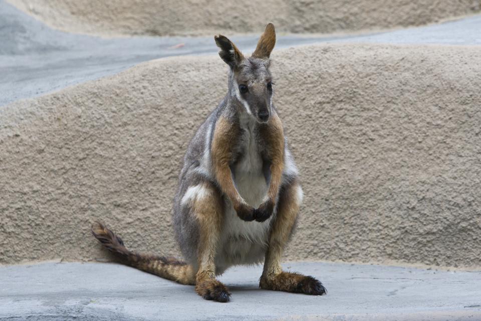 Southern Yellow-footed Rock Wallaby