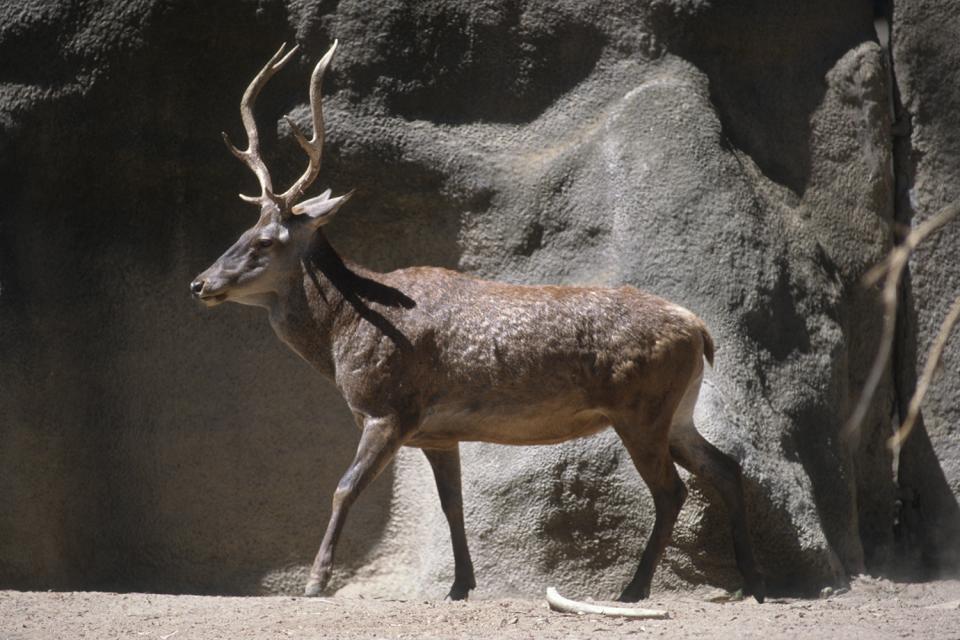 Barbary Red Deer