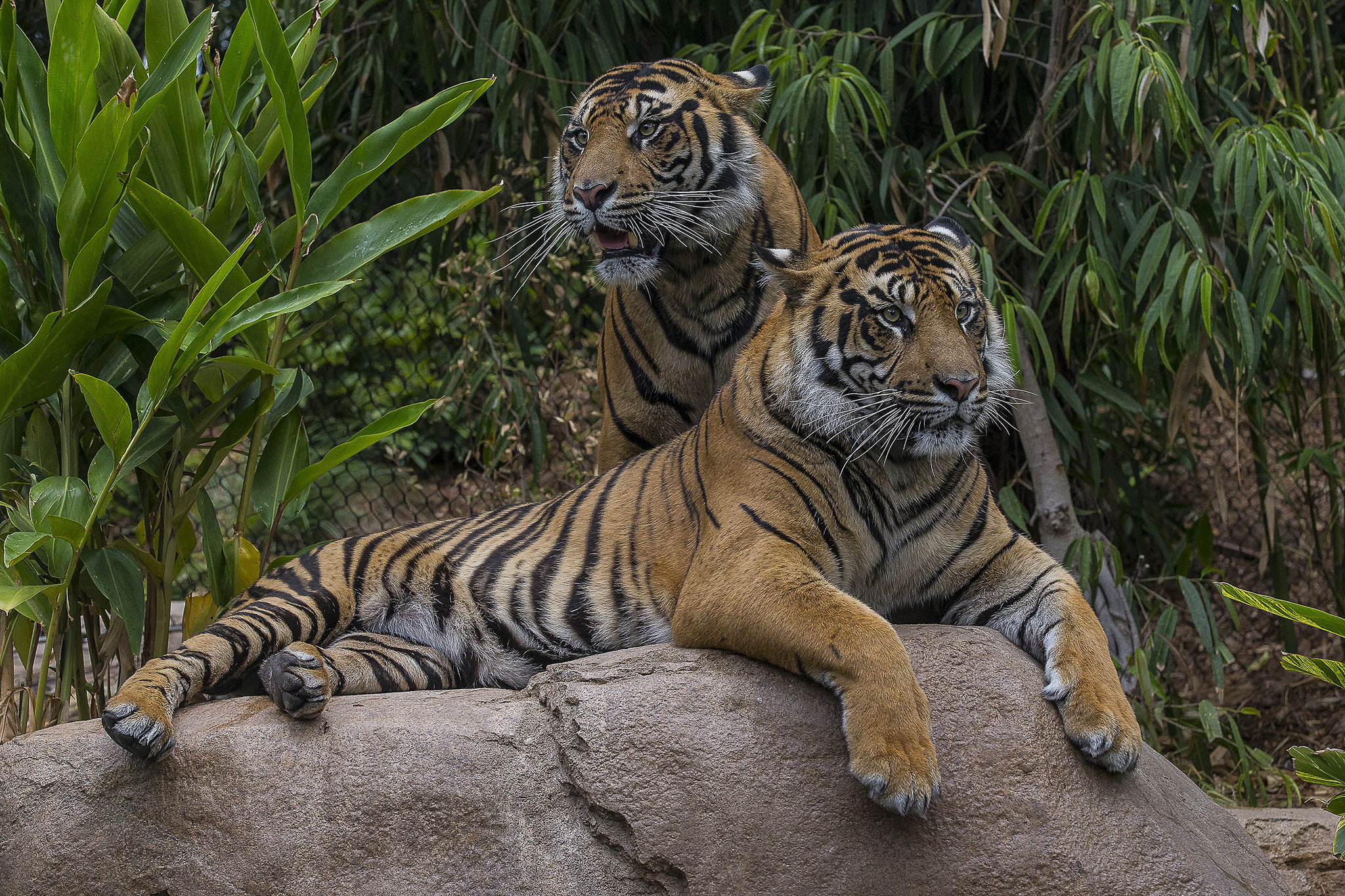 San+Diego+Zoo+Welcomes+Rare+White+Tiger+Cub