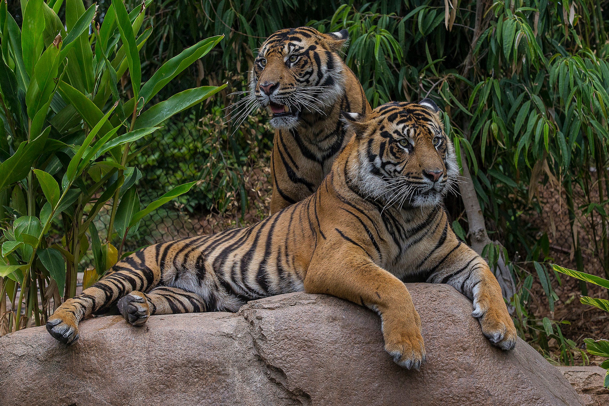Monitoring Tigers At The San Diego Zoo Safari Park San Diego Zoo