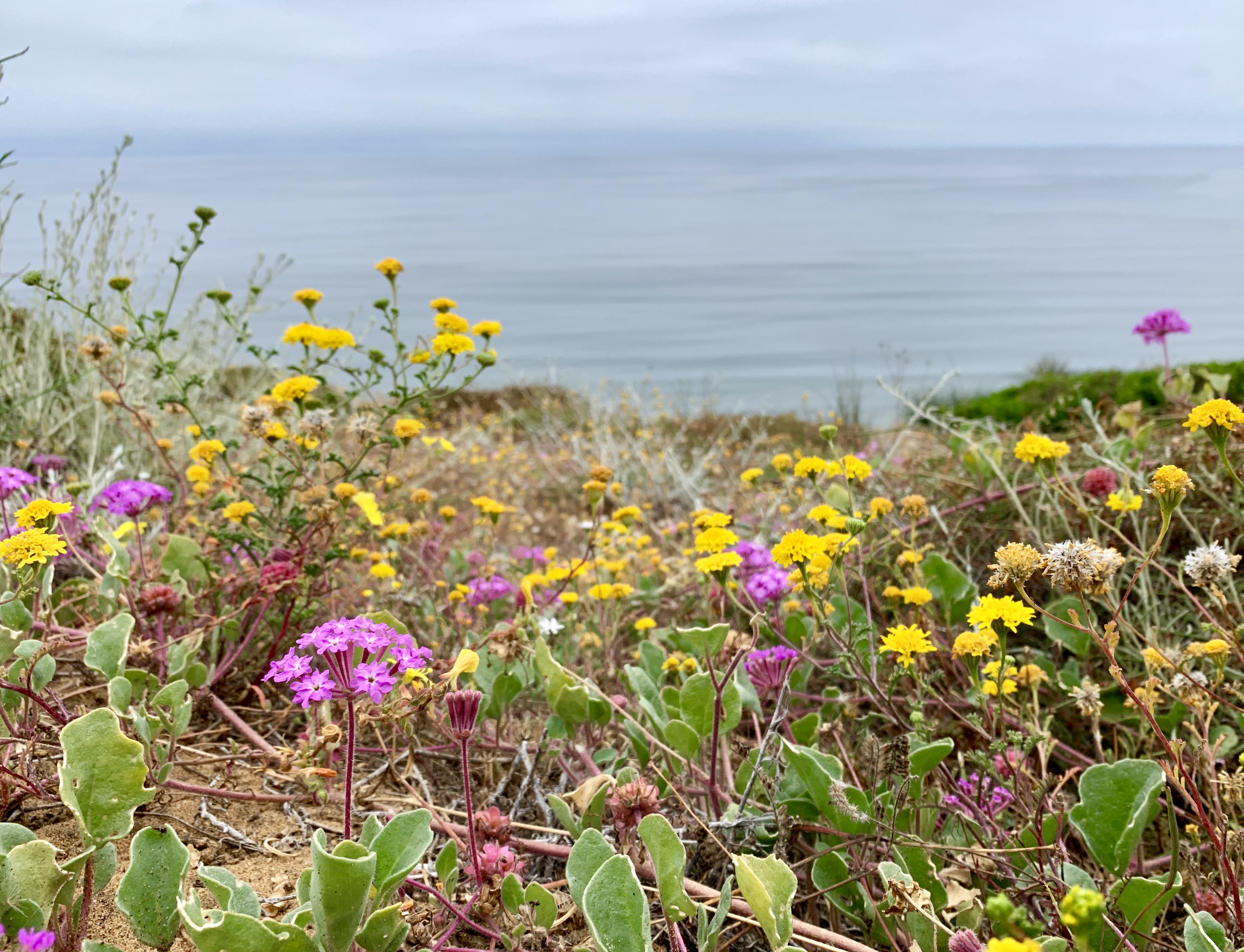 San Diego's endemic plants: New species and living fossils | San Diego Zoo  Wildlife Alliance