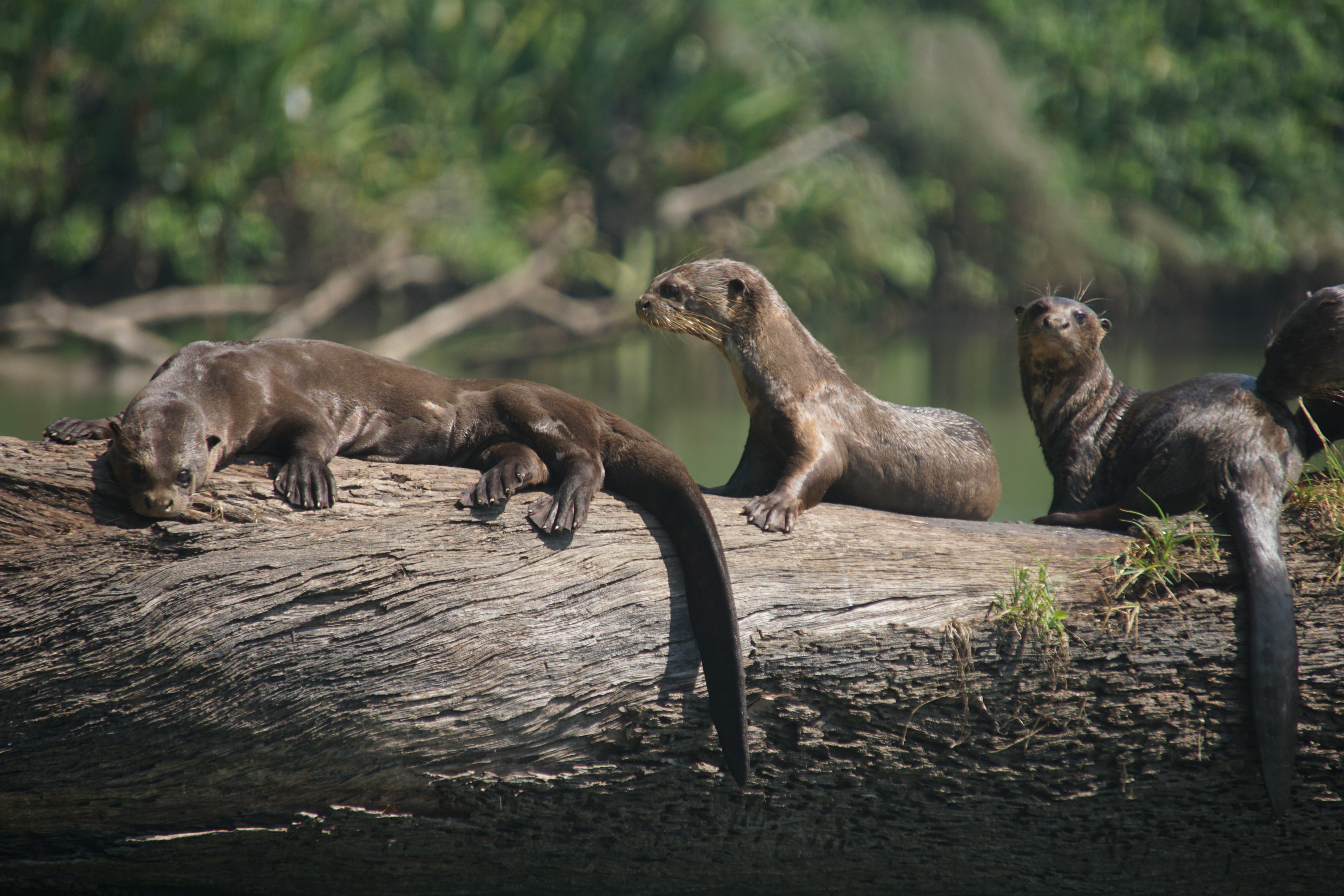 Where Do Giant Otters Go In The Rainforest S Wet Season San Diego Zoo Wildlife Alliance