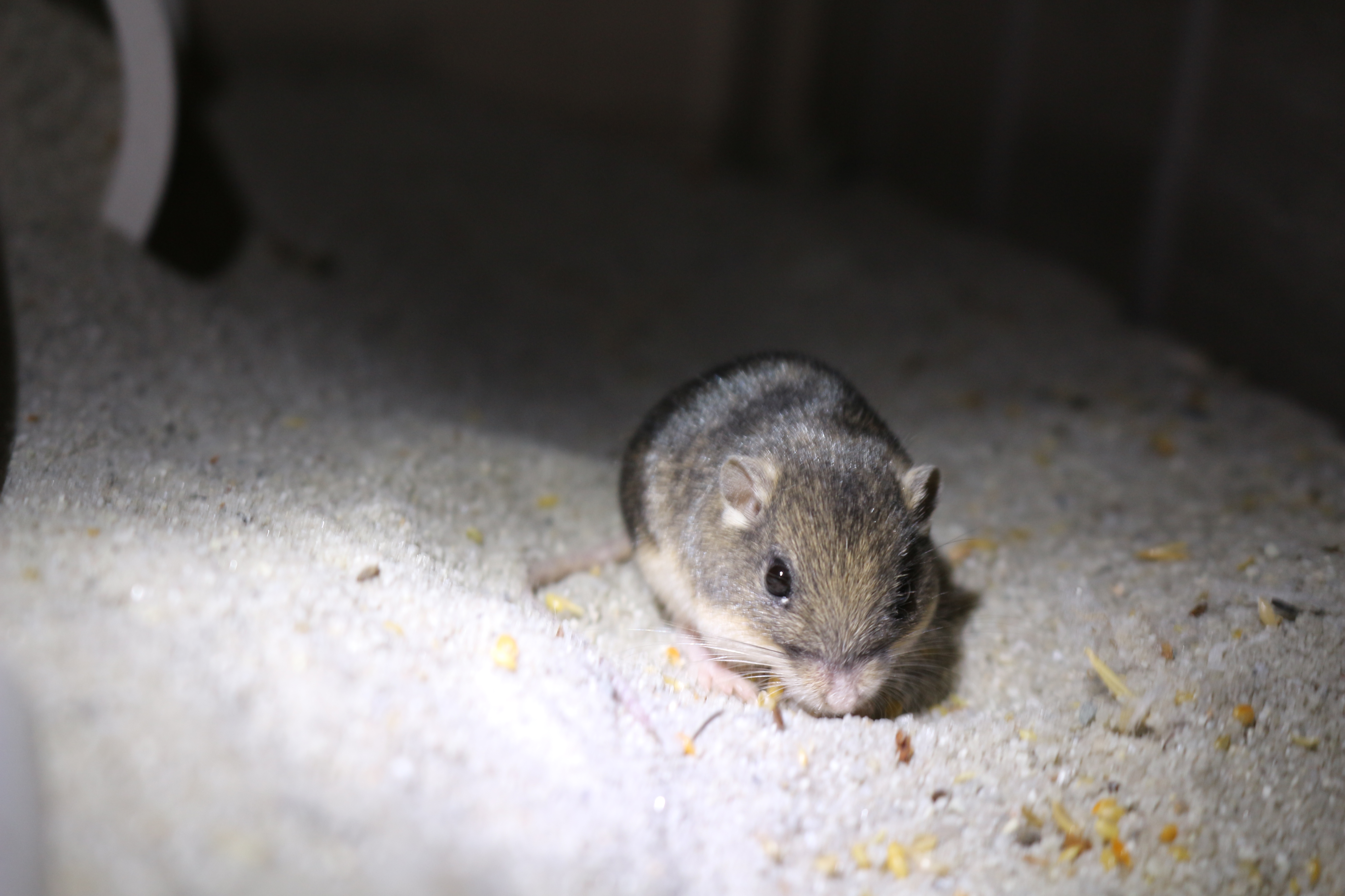 Conservation Breeding Zoological Society Of London Zsl