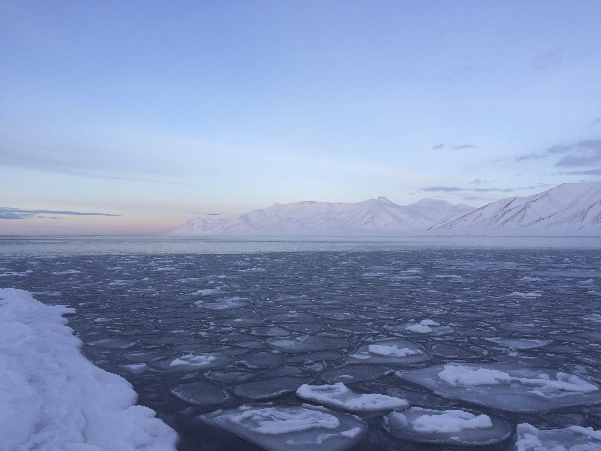 Polar Bears: Water, (open) Water, Everywhere 