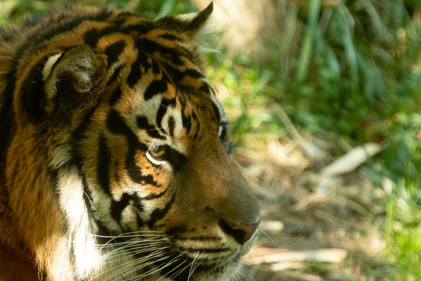 Siberian Tiger, Animal Database