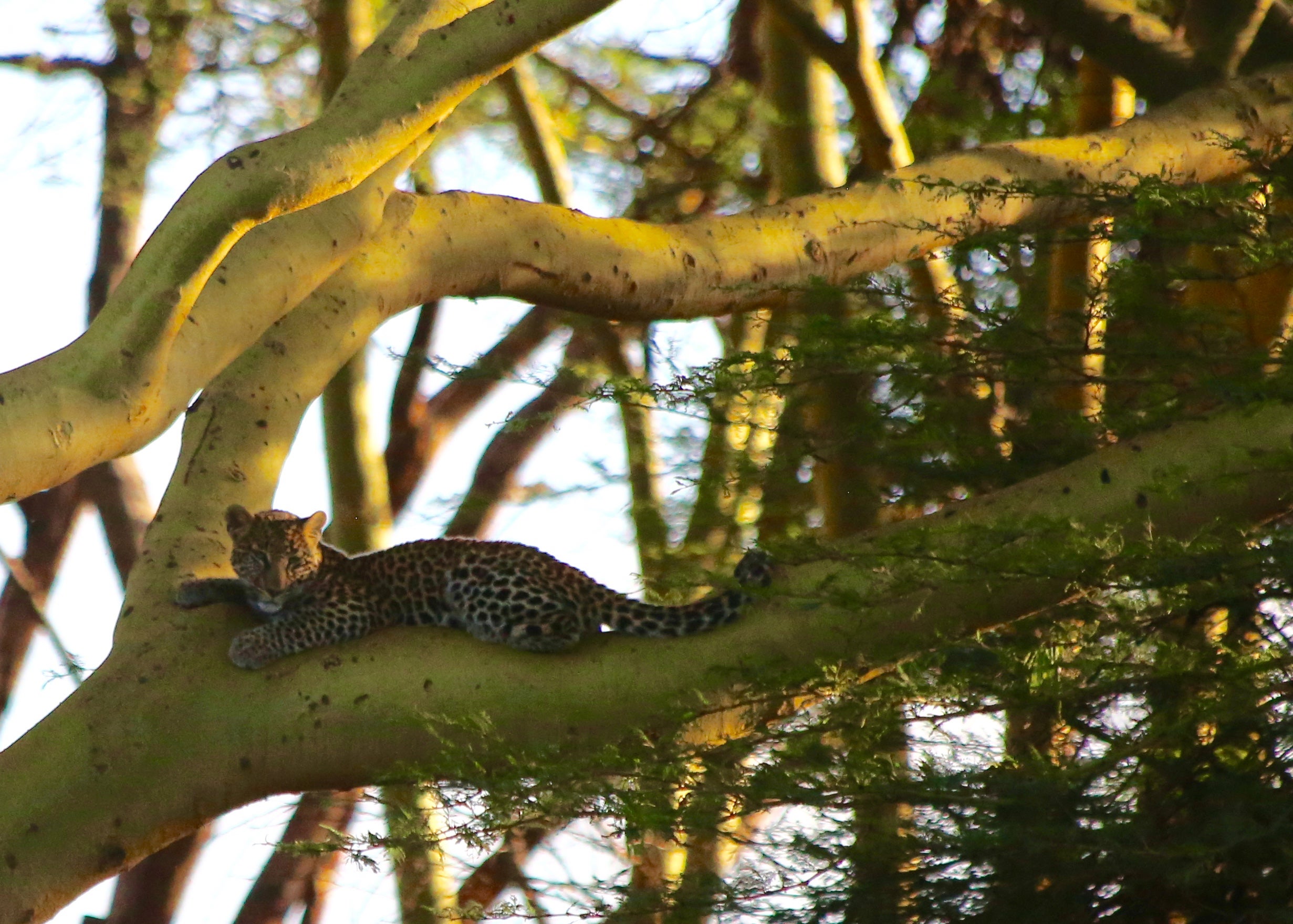 Living with Leopards: Community conflicts in northern Kenya | San Diego ...