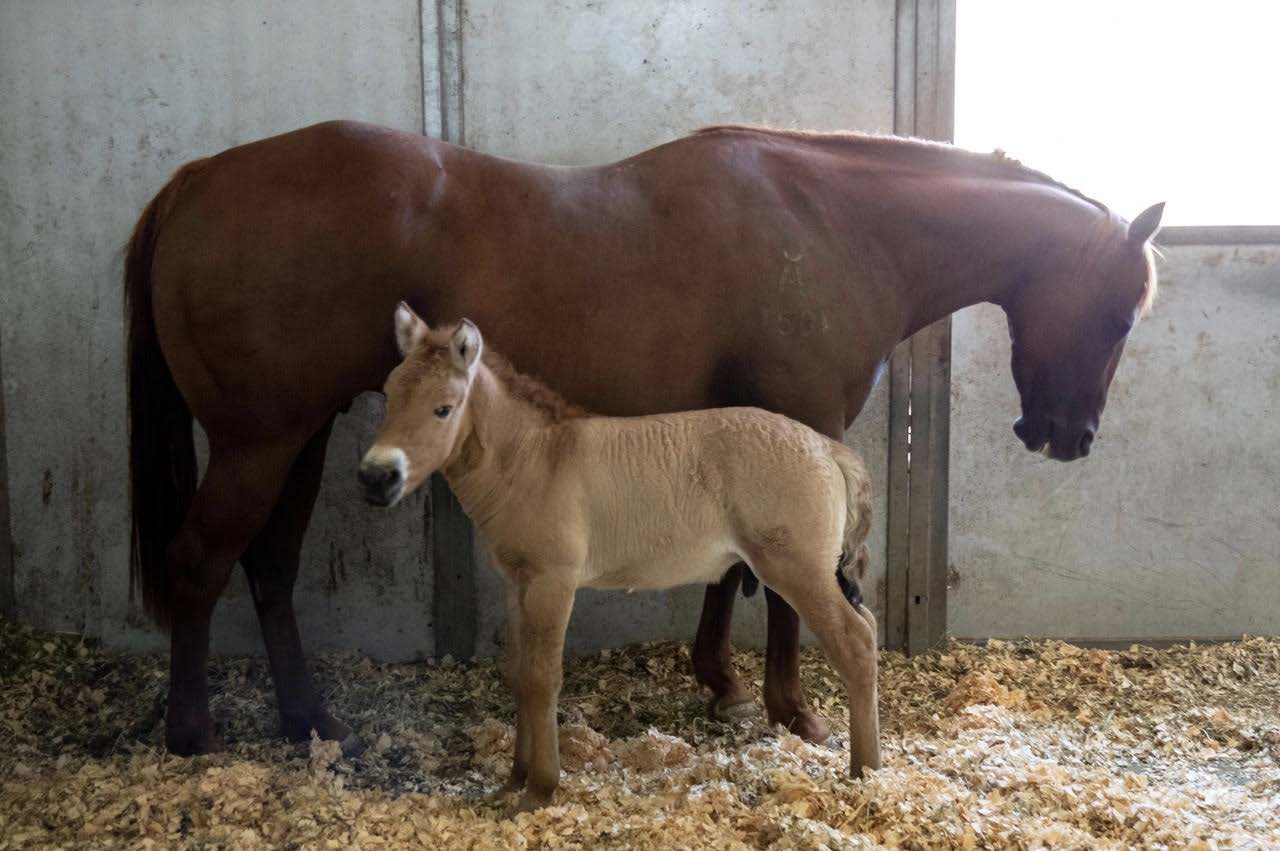 Birth of Cloned Przewalski's Foal Offers Genetic Diversity for This Endangered  Species | San Diego Zoo Wildlife Alliance