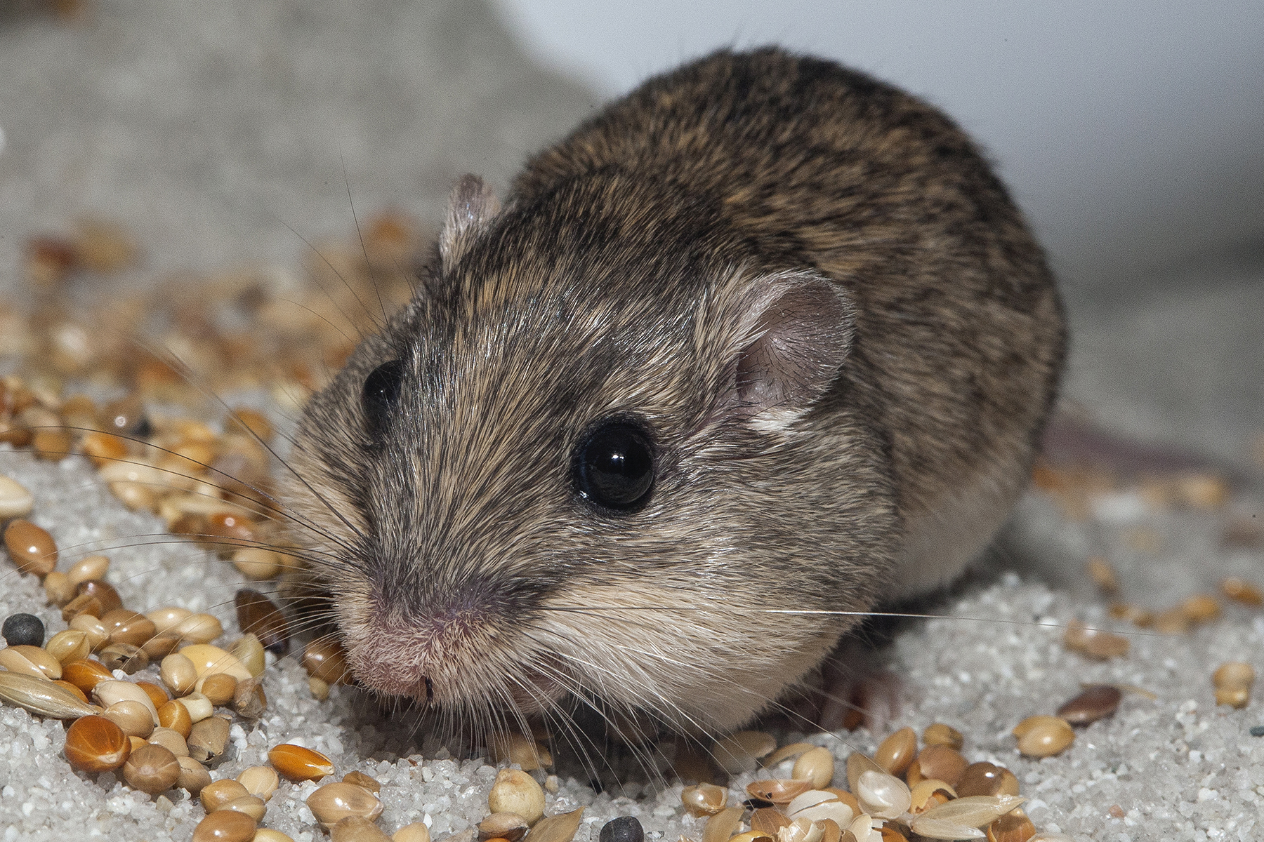Какие типы мышей. Хомячок серый (Cricetulus migratorius). Малоазиатская иглистая мышь. Крысовидный хомячок. Желтогорлая мышь.