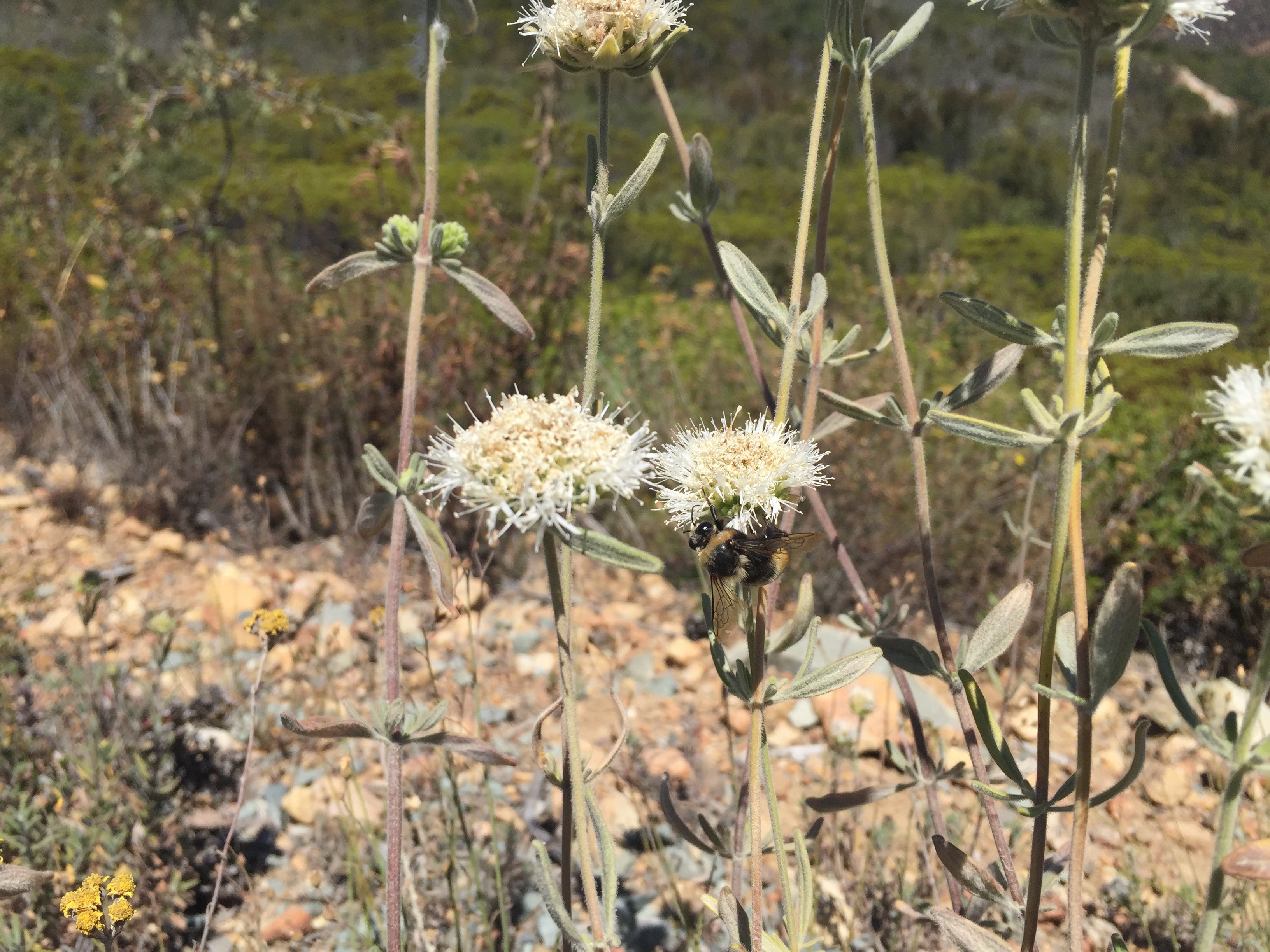 Rare Mints Saving San Diego’s Rare Mints | San Diego Zoo Wildlife Alliance