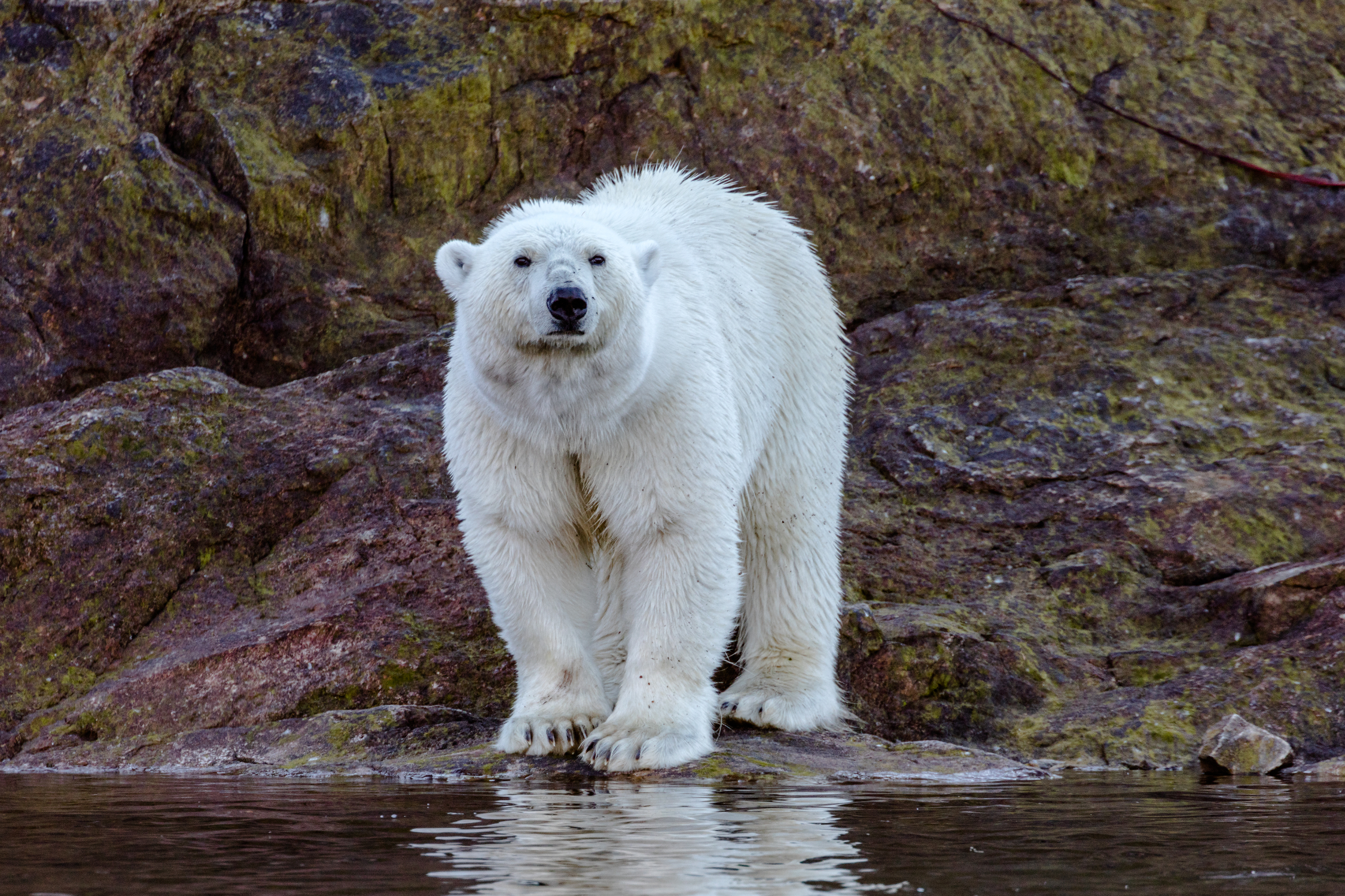 Land-Based Food Not Nutritionally Sufficient for Wild Polar Bears,  According to New Study | San Diego Zoo Wildlife Alliance