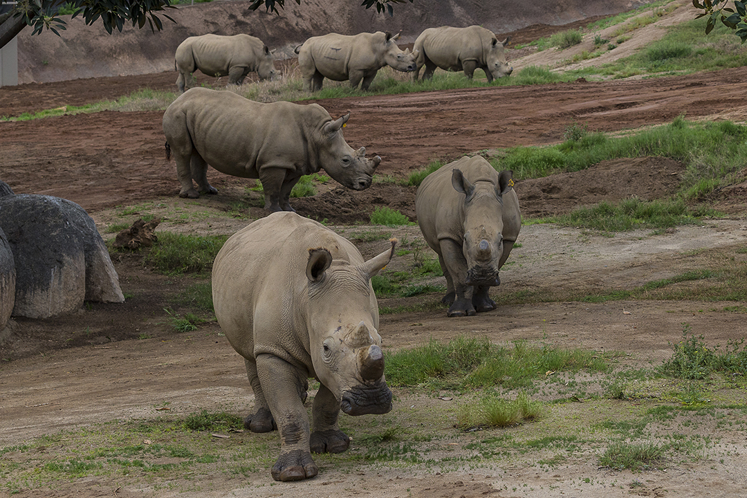 Rhinos at Nikita Kahn Rhino Rescue Center at the San Diego Zoo Safari Park  Explore New Habitat