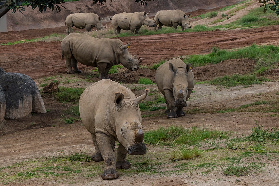 Rhinos at Nikita Kahn Rhino Rescue Center at the San Diego Zoo