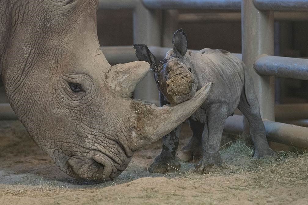 Southern White Rhino Calf, Conceived Through Artificial Insemination, Born  at San Diego Zoo Safari Park | San Diego Zoo Wildlife Alliance