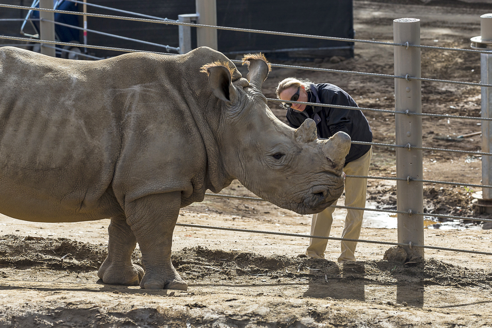Artificial Insemination Attempted on Southern White Rhino at San Diego Zoo  Safari Park