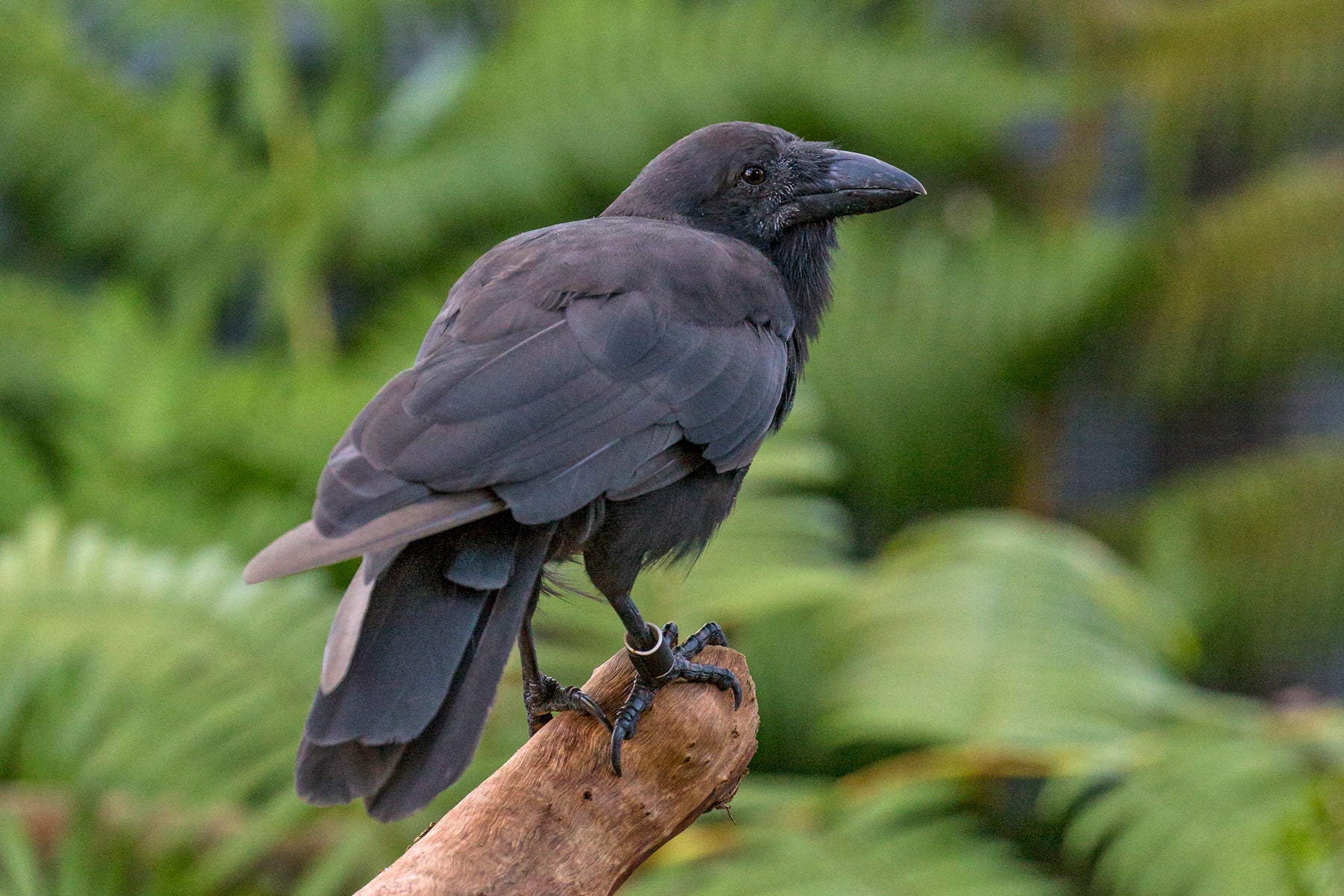 Hawaiian Crows Maps