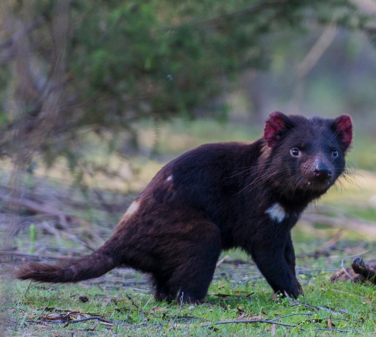 Tasmanian Devil: A Unique and Threatened Animal