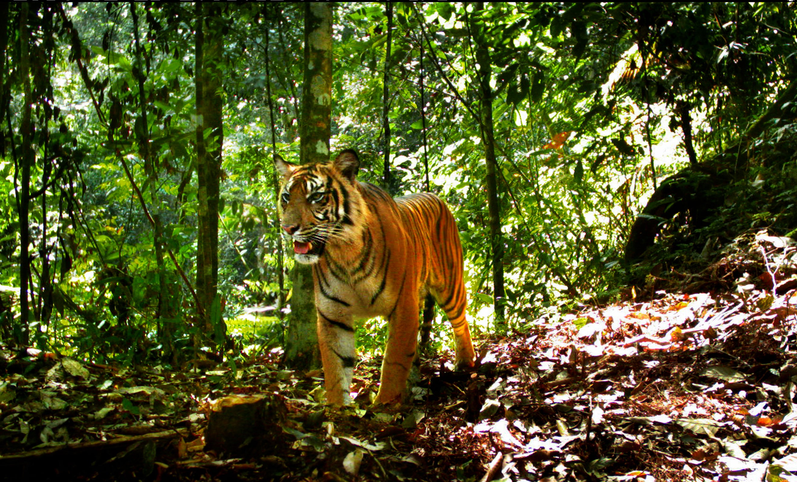 In the jungle. Суматранский тигр в дикой природе. Тигер джунгли портрет. Суматранские джунгли. Тайгер тигр в джунглях.