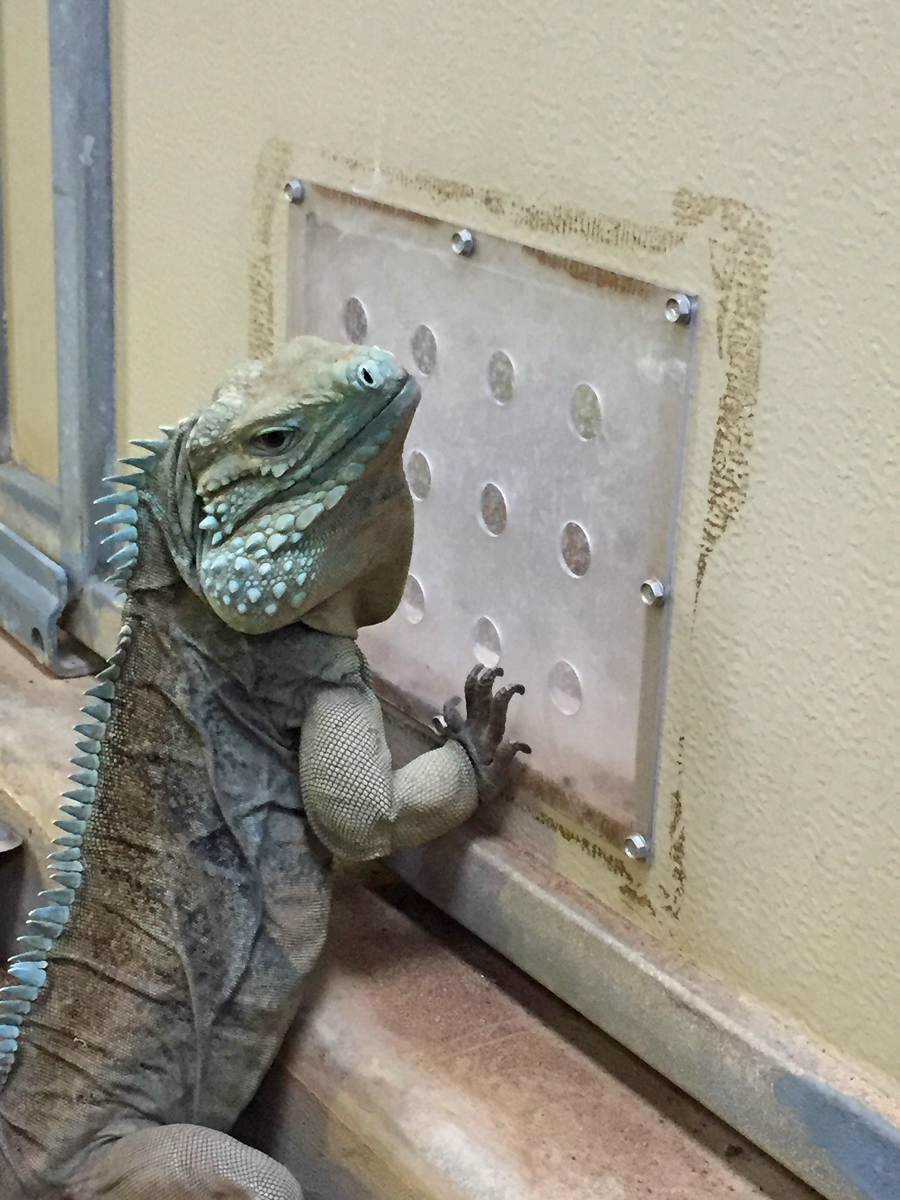 Howdy Bearded Dragon