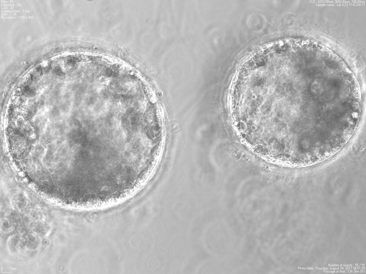 Time lapse video of early embryonic development Biology Diagrams