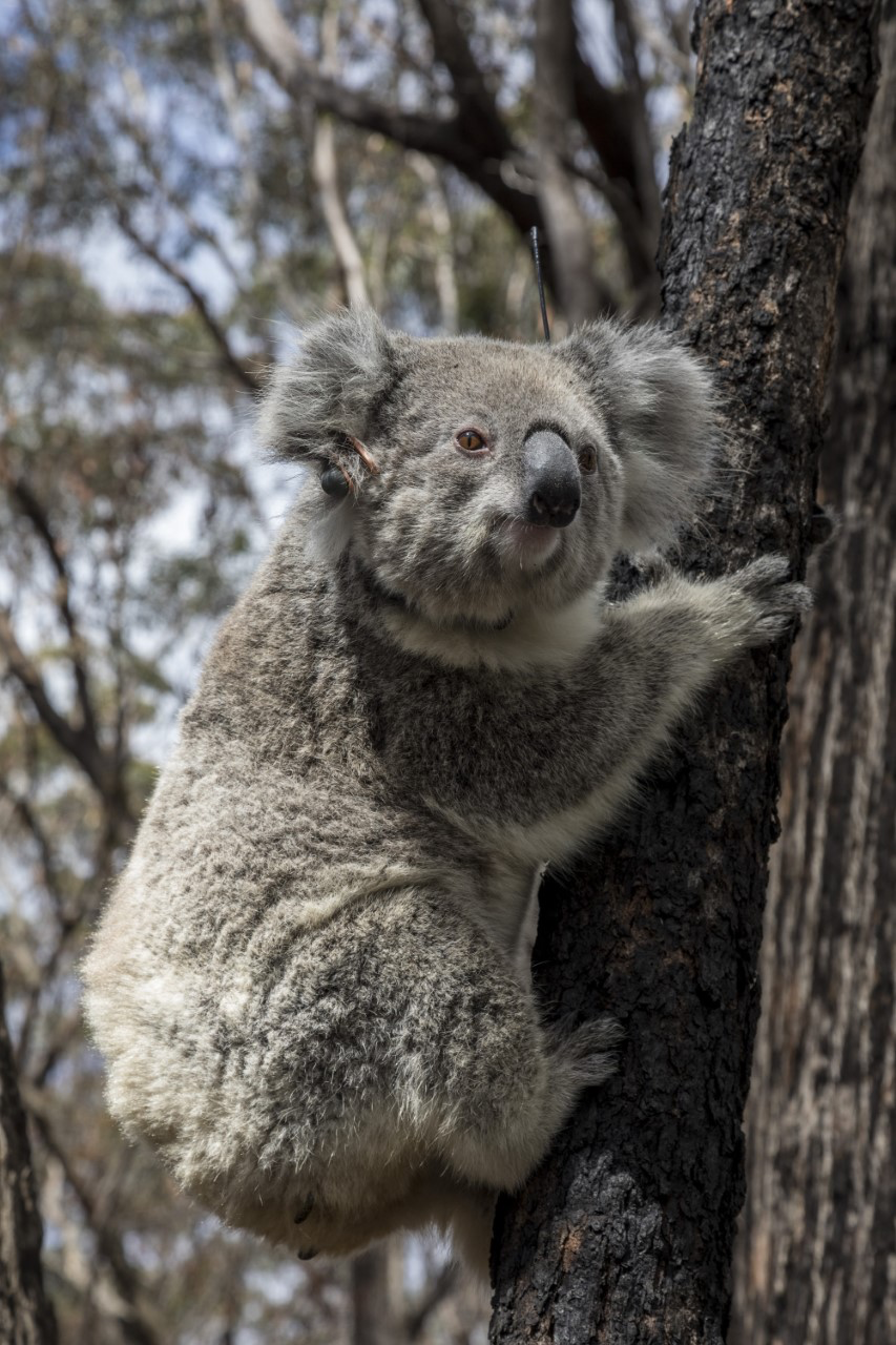 Koalas - Bush Heritage Australia