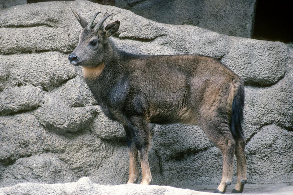 Central Chinese Goral