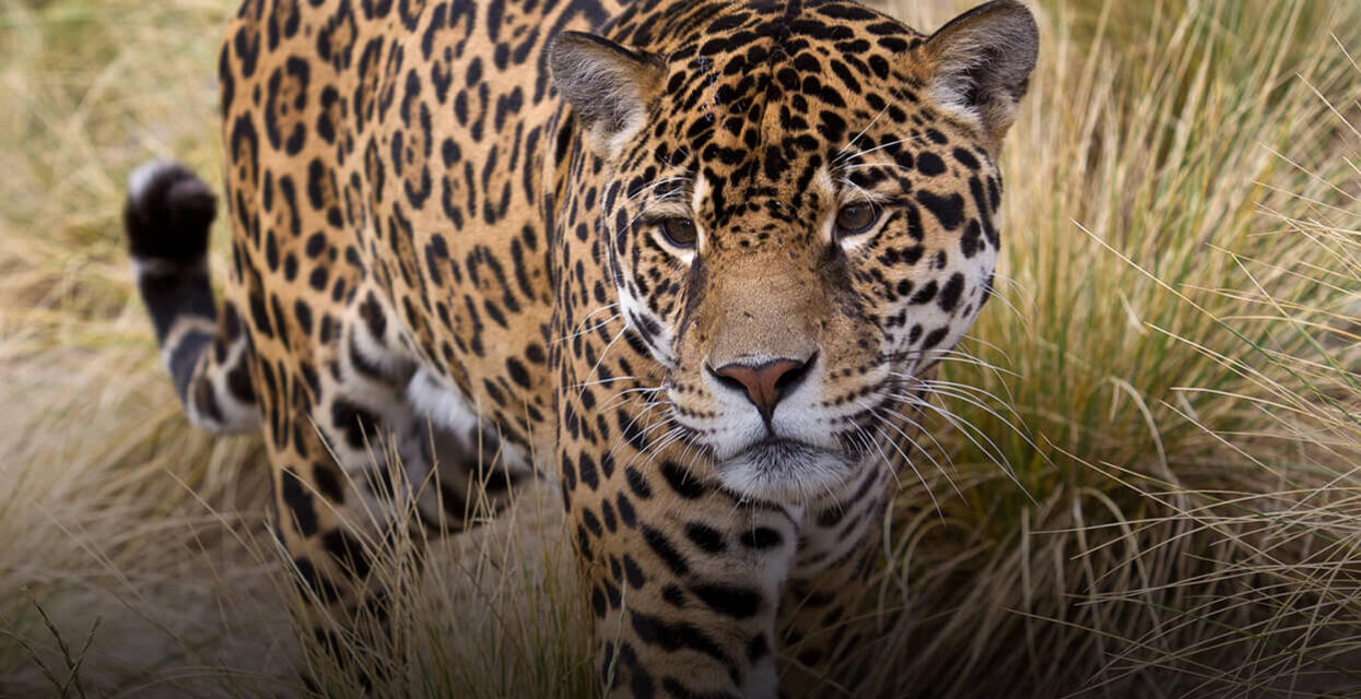 Jaguar  San Diego Zoo Animals & Plants