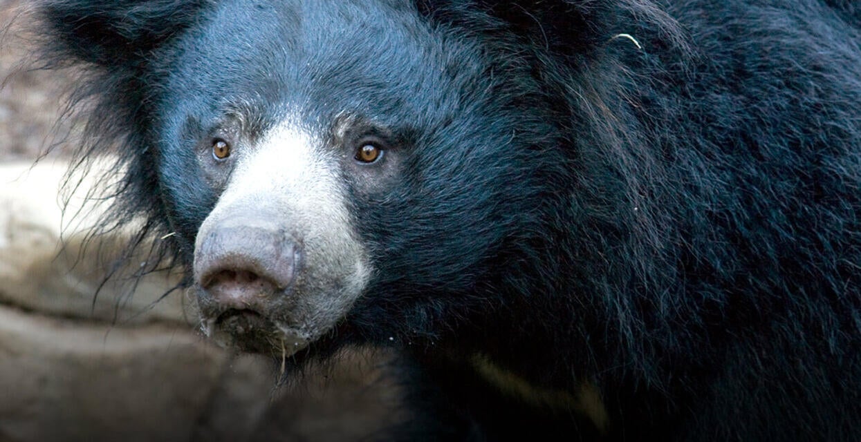 Sloth Bear | San Diego Zoo Wildlife Alliance