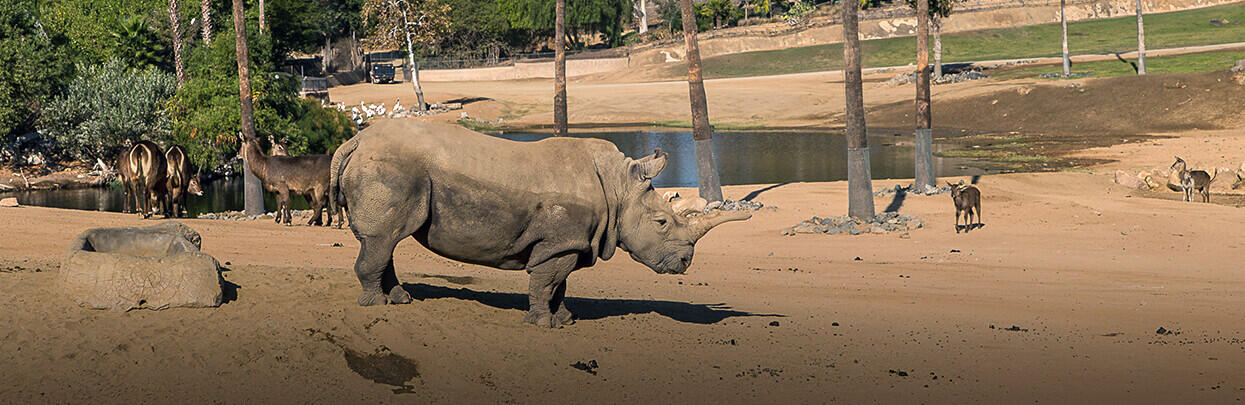 Northern White Rhino Rescue Breakthrough