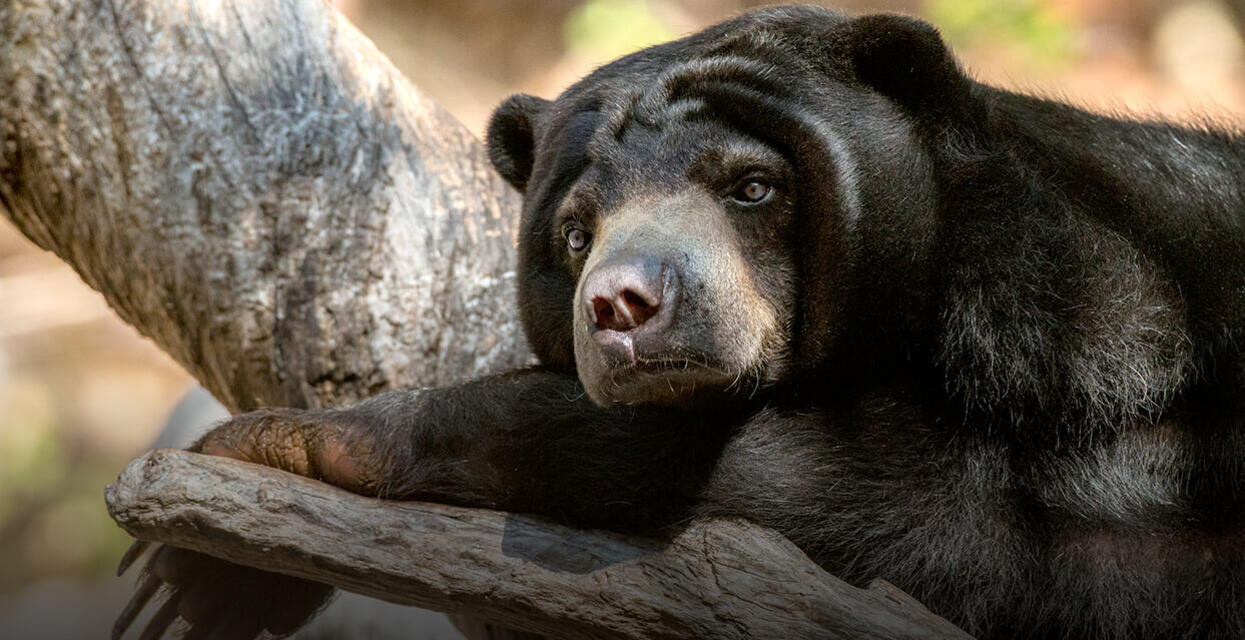 Sun bear  San Diego Zoo Wildlife Explorers