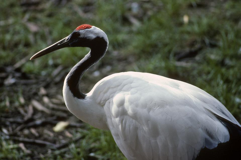 Red-crowned Crane