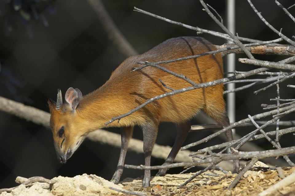 Red-flanked Duiker