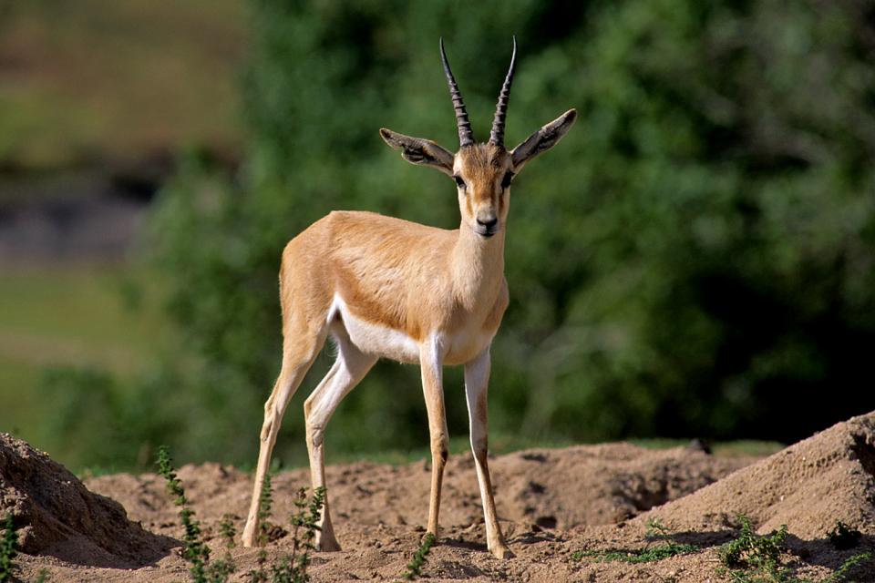 Slender-horned Gazelle