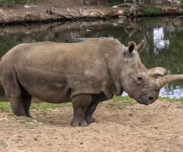 Northern White Rhinoceros