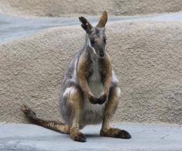 Southern Yellow-footed Rock Wallaby
