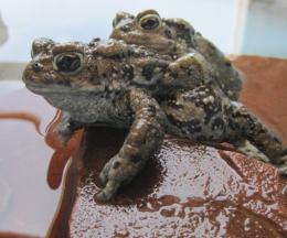 Southern Rocky Mountain Boreal Toad