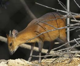 Red-flanked Duiker