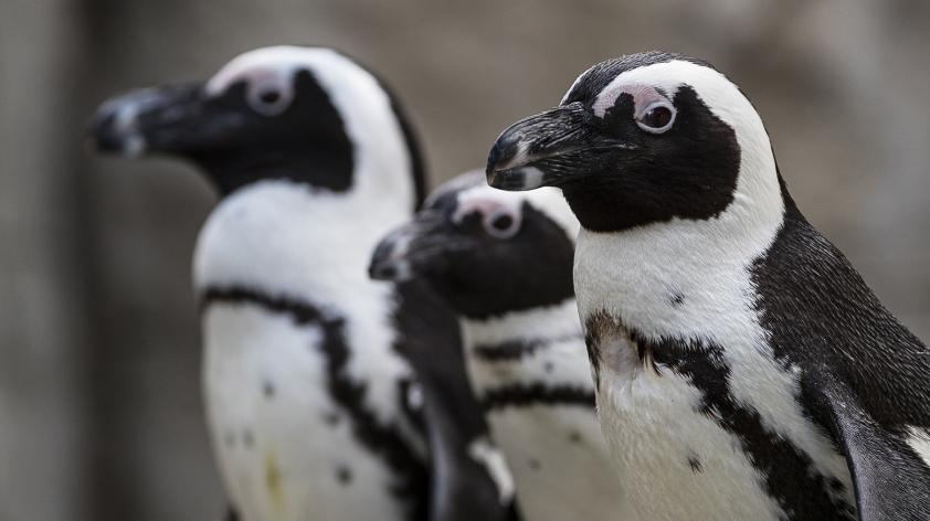 san diego zoo behind the scenes tour