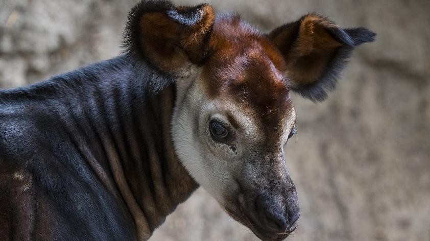 okapi face