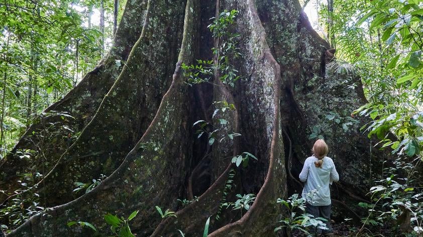 Peru Archives - Rainforest Foundation US