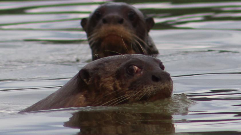 Looking For Giant Otters In Mined Areas Of The Peruvian Amazon San Diego Zoo Wildlife Alliance