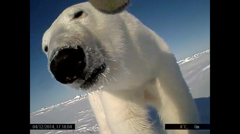 Using Conservation Technology to Study Polar Bears in the Wild