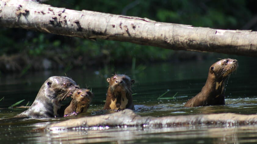 Giant Otter Research And Gold Mining In The Amazon During The Covid 19 Pandemic San Diego Zoo Wildlife Alliance