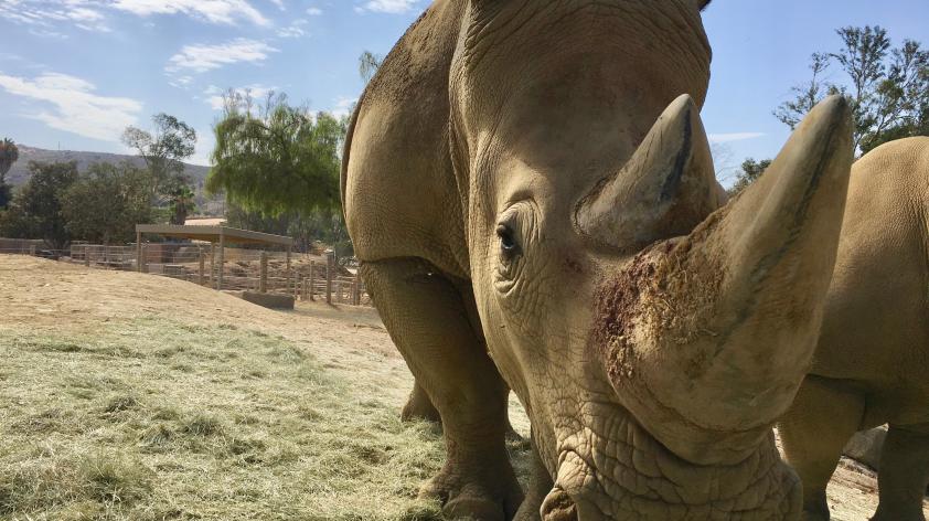 Rhino rescue under way, Science