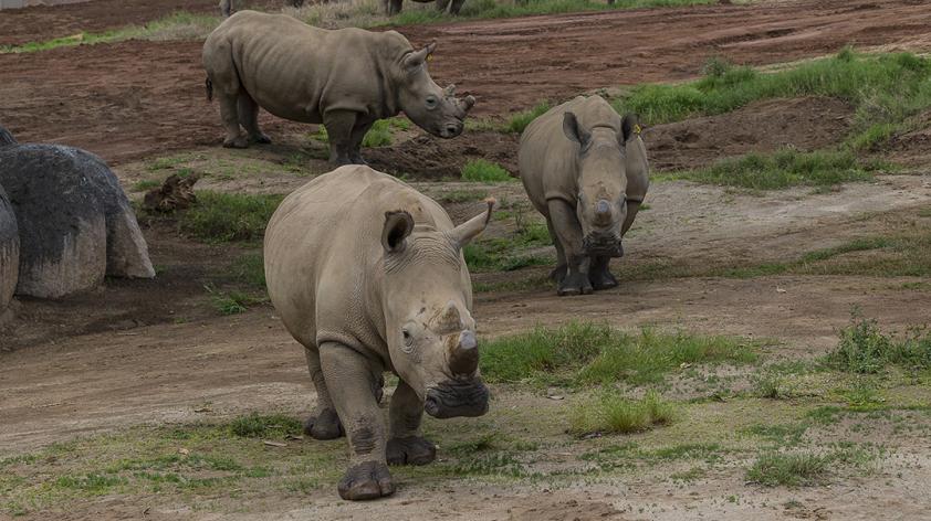 Sumatran Rhino Rescue Alliance, Projects