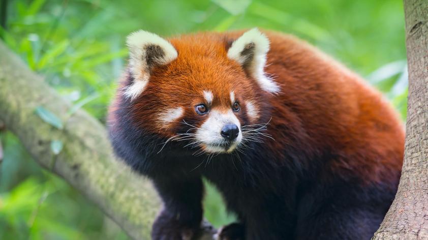 Red Panda Amdovirus Viral Diseases And Conservation In The Age Of Metagenomics San Diego Zoo Wildlife Alliance