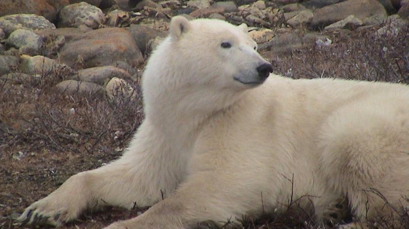 How long can polar bears summer on land? | San Diego Zoo Wildlife Alliance