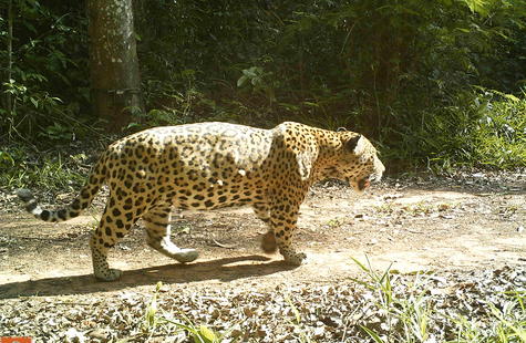Jaguar  San Diego Zoo Animals & Plants