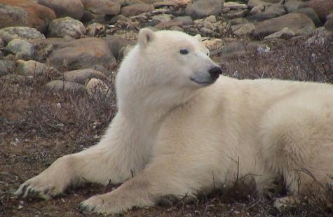 Polar Bear  San Diego Zoo Wildlife Alliance