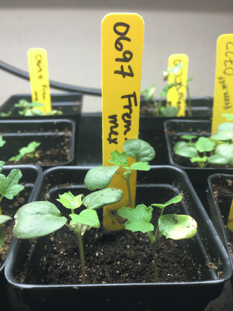 Some germinates were transplanted into soil and are growing well. 