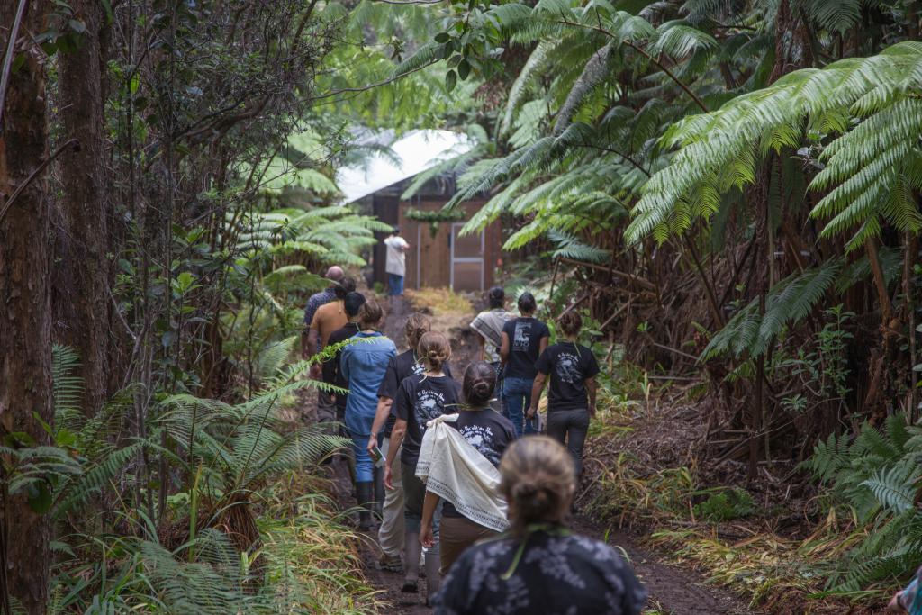 ‘Alalā Project members approach the aviary for the moku ka piko ceremony (photo Greg Koob, USFWS).